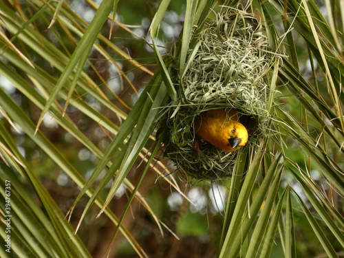 Holub's golden weaver (Ploceus xanthops) - yellow weaver bird inside its nest between palm tree leaves, Botswana photo