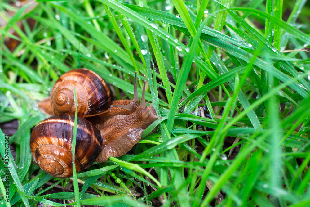 two grape snails in wet grass after rain. Microworld two grape snails in wet grass after rain. Microworld