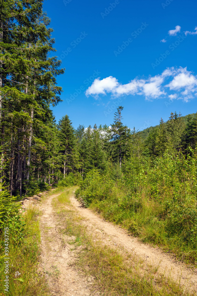 Beautiful summer landscape. Road in the forest between pines trees. Blue sky. Copy space. Beautiful summer landscape. Road in the forest between pines trees. Blue sky. Copy space.