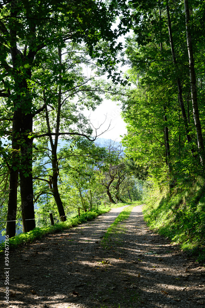 Obraz premium path in the woods