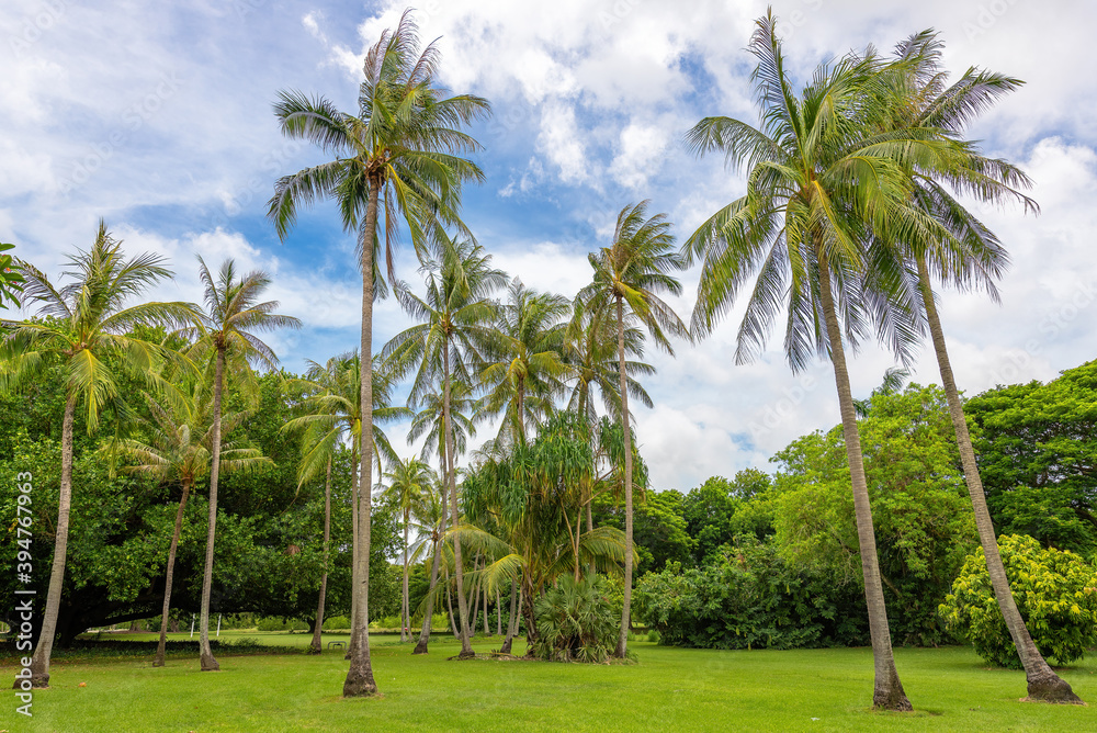 Wide angle view of Coconut palms, Darwin, Australia