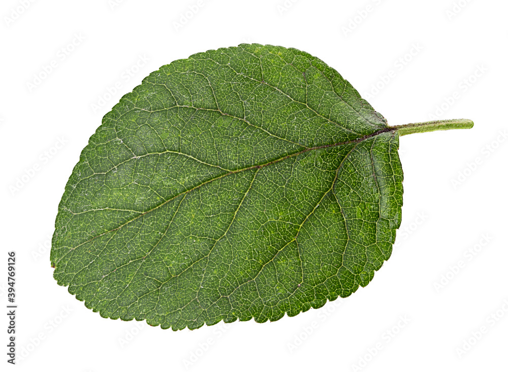Fototapeta premium Plum leaf