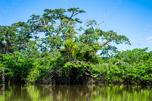 Ecuador, Cuyabeno National Park in the Amazonian Aeria. Trees grow in the water of the Lake and river. © Angela Meier