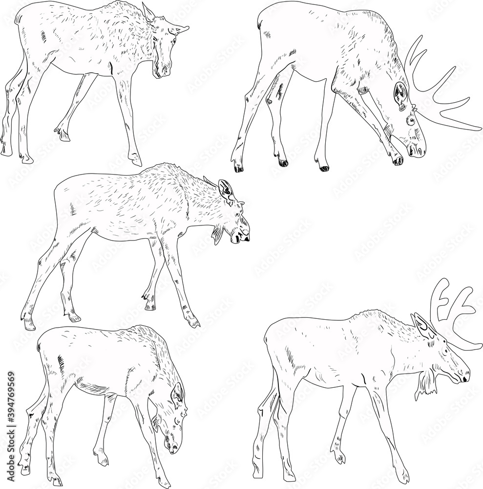 Fototapeta premium five deer outlines on white