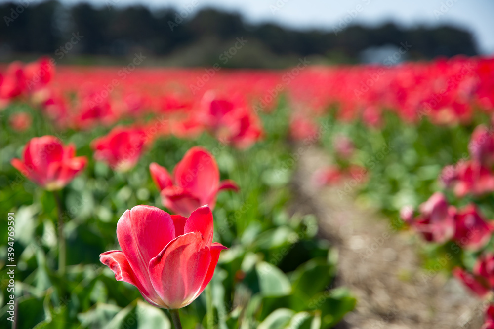 field of tulips field of tulips