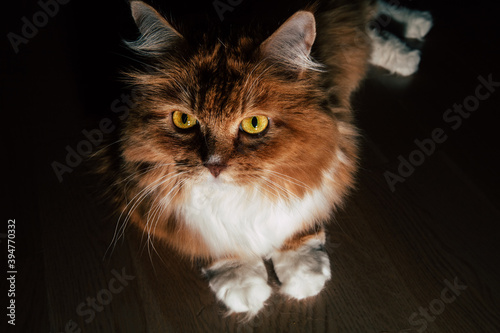Low key portrait of ginger cat, lying on wooden floor. Red fluffy cat with a magnetic look of yellow eyes