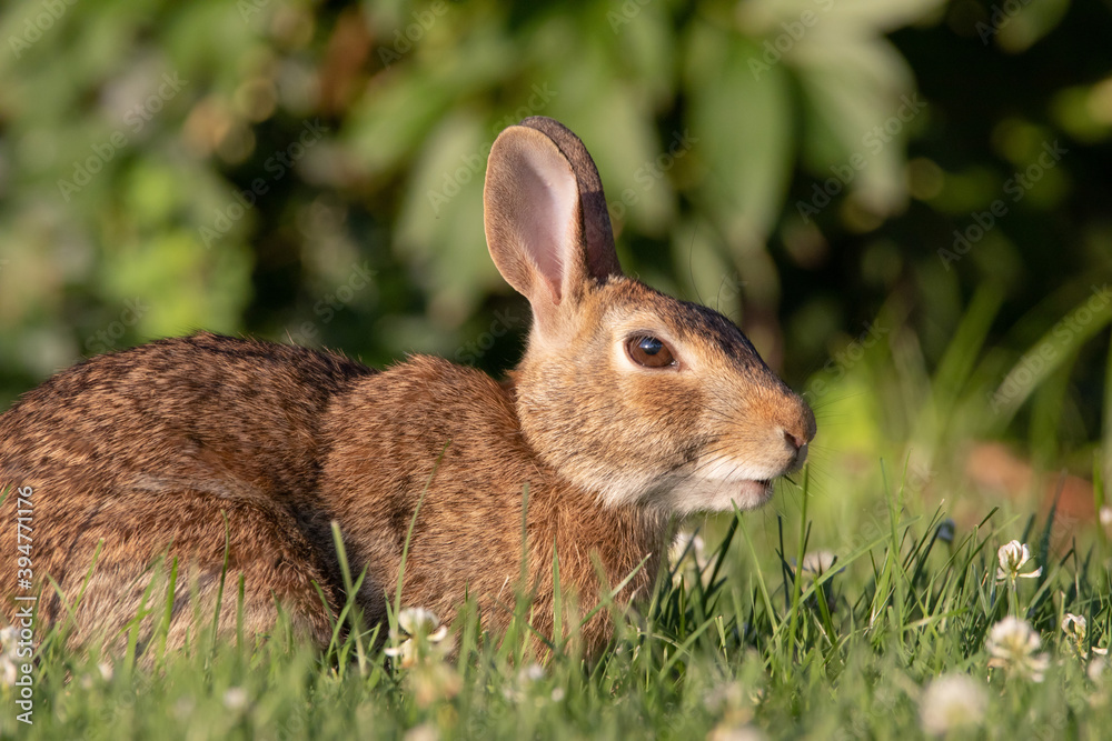 Fototapeta premium Wild Rabbit in the Grass