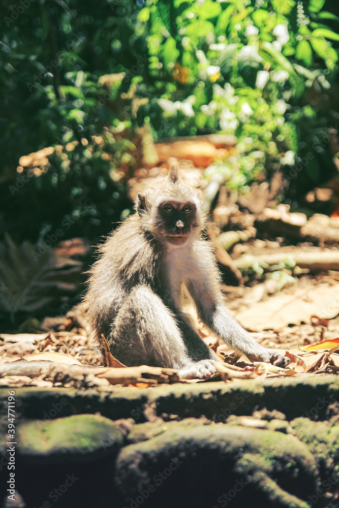 A young monkey with a cute face sits on the sun-warmed rocks