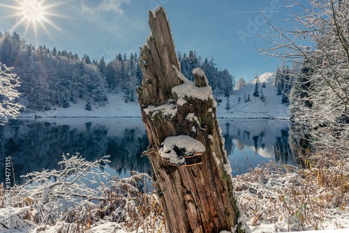 Baumschwamm auf moschen Holz vor Taubensee im Chiemgau im Winter mit Schnee und Sonne bei blauem Himmel photo