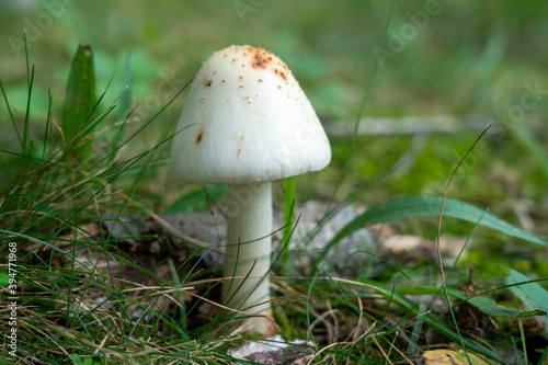 Mushroom in the Lawn