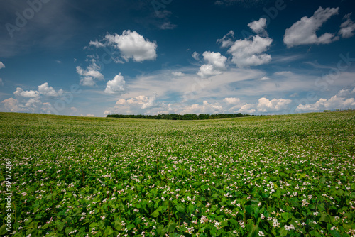 Fototapeta Naklejka Na Ścianę i Meble -  buckwheat summer field with blue sky and clouds