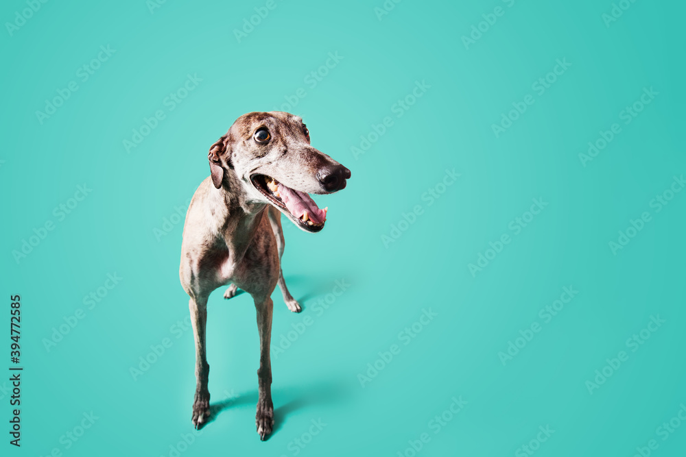 Obraz premium Greyhound dog isolated on colored background