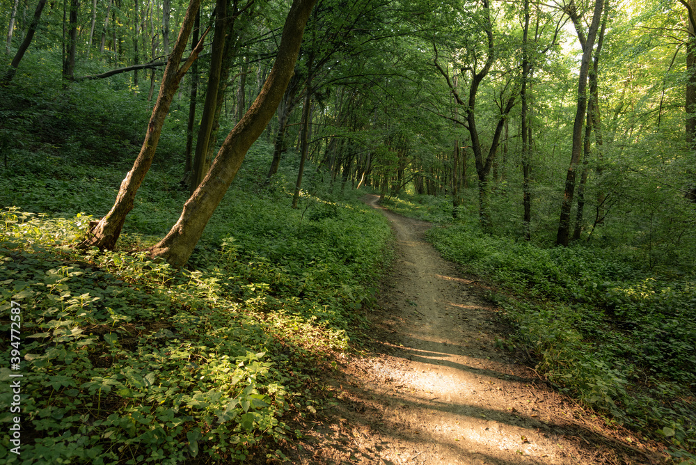 Fototapeta premium Dusk Summer pathway in the forest with sunrays