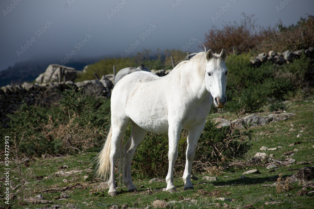 Horses in the fields of Los Molinos