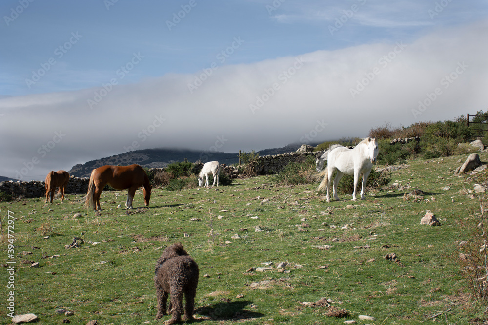 Naklejka premium Horses in the fields of Los Molinos