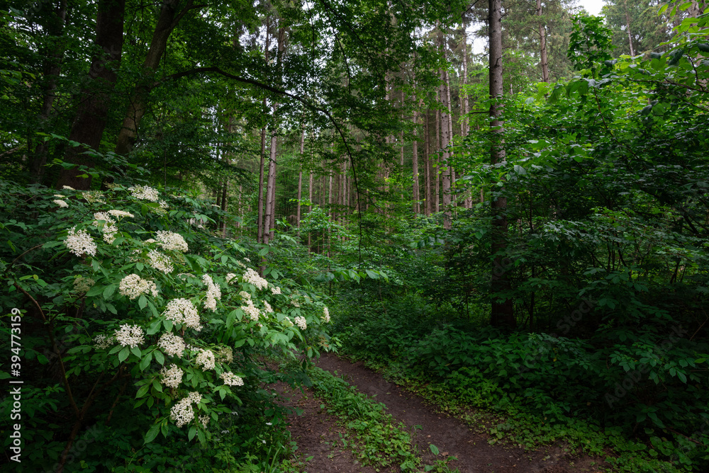 Wild Elder plant bush in the forest near pathway Wild Elder plant bush in the forest near pathway
