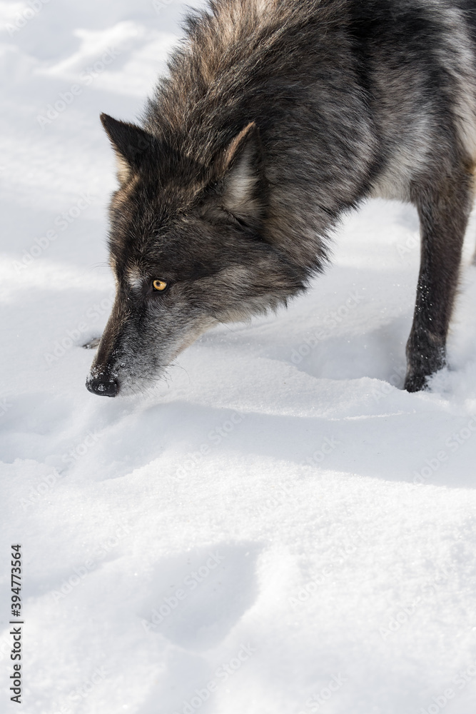 Fototapeta premium Black Phase Grey Wolf (Canis lupus) Close Up Head to Snow Winter