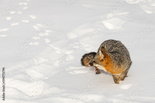 Grey Fox (Urocyon cinereoargenteus) Turns in Snow Mouth Open Winter © geoffkuchera