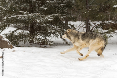 Grey Wolf (Canis lupus) Runs Left to White-Tail Deer Carcass Winter © geoffkuchera