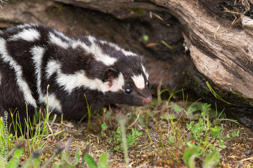 Eastern Spotted Skunk (Spilogale putorius) Creeps Along Ground Close Up Summer
