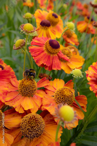 Background from gelenium flowers with bumblebee. Botanical floral wallpaper. photo