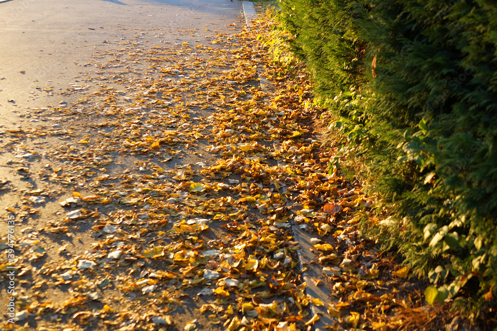 path in the park, strewn with autumn yellow leaves and lit by the setting sun path in the park, strewn with autumn yellow leaves and lit by the setting sun