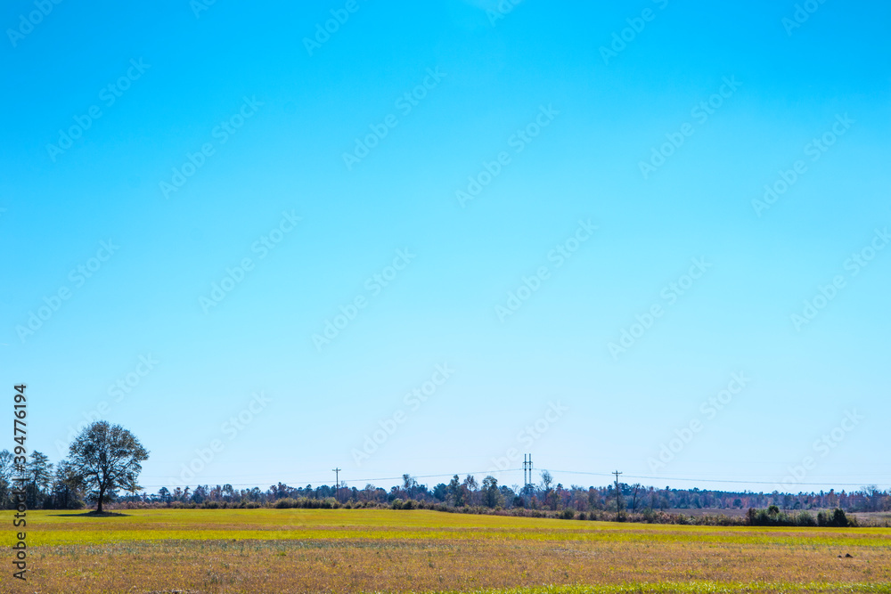 View of farm land trees and power lines in the Fall