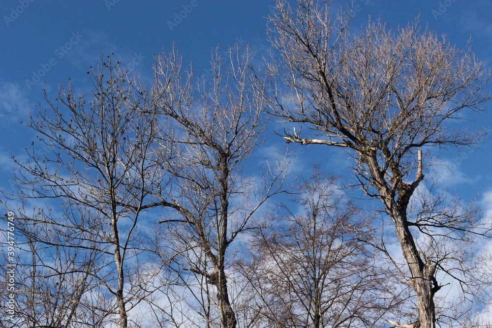 Trees with bare branches against a blue sky, in autumn. Salzburg, Austria, Europe. Trees with bare branches against a blue sky, in autumn. Salzburg, Austria, Europe.