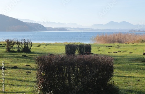Scrubs and meadow by Lake Wallersee in autumn, the Salzburg and Bavarian Alps in the Background. Neumarkt, Austria, Europe.