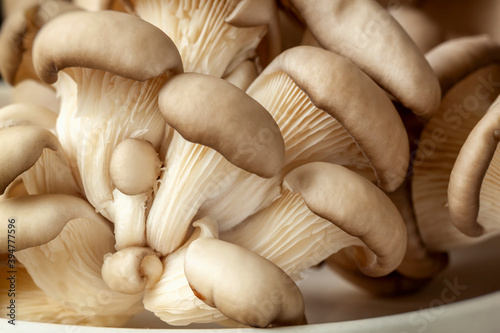 Organic oyster mushrooms. Vegetarian ingredient food. Natural mushroom background