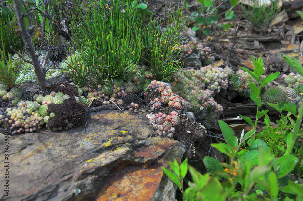 Stone rose or rejuvenated flower. Stone rose. Rejuvenated. Stone rose or rejuvenated flower. Stone rose. Rejuvenated.