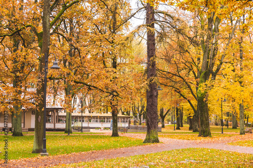 autumn trees in the park