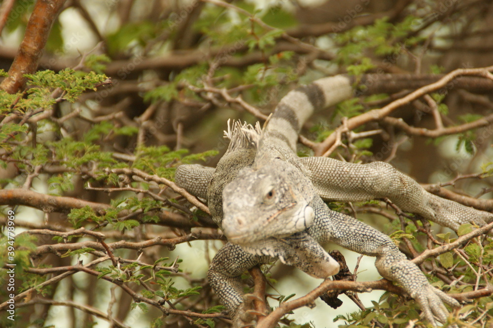 lizard on the tree at playa lagun lizard on the tree at playa lagun