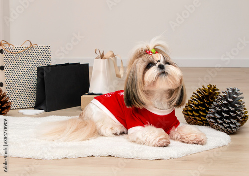 beautiful fashionable shih tzu dog wearing a red christmas sweater photo