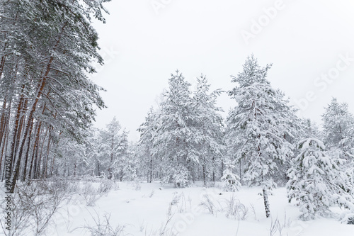 snow covered trees in the winter 