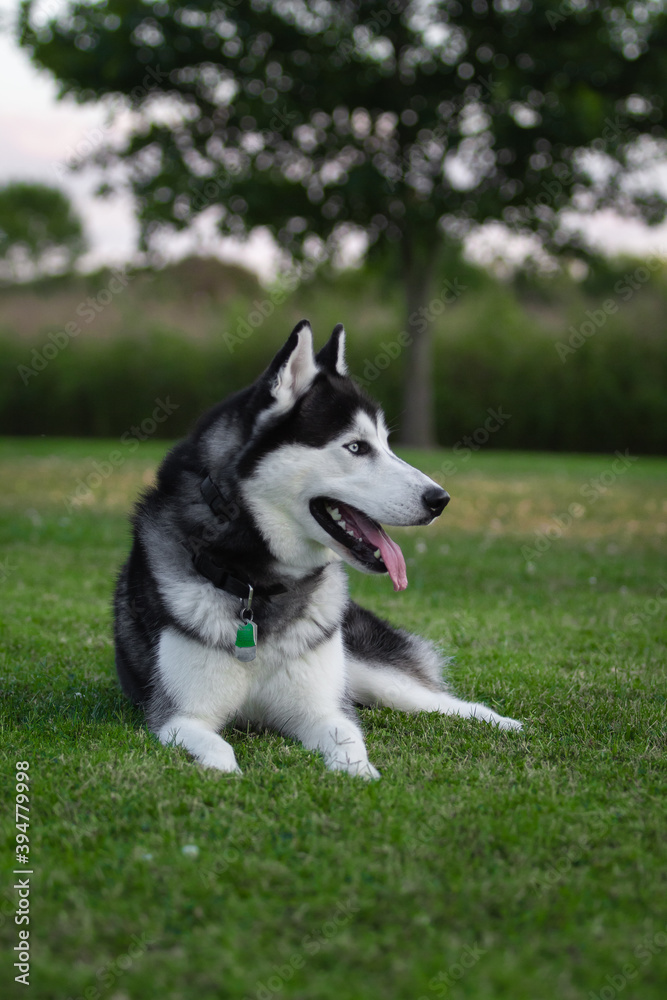 Husky laying in the grass at sunset.