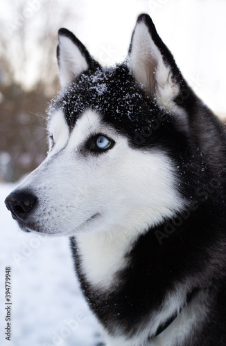 Husky profile with bright blue eyes and white snow