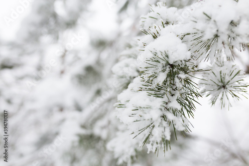 snow covered branches of pine tree