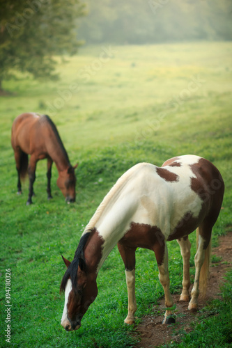 Wild horses grazing in Smokey Mountains National Park