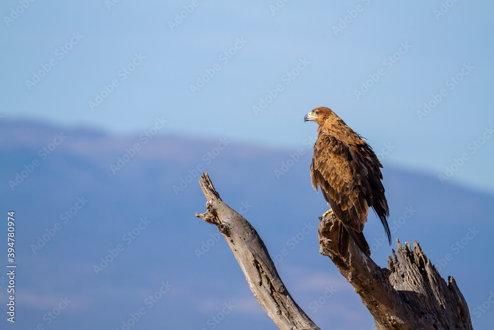 Tawny eagle (Aquila rapax) African bird of prey perched on tree branch opening wings to take flight. Ol Pejeta Conservancy, Kenya, Africa. Side profile with blue sky. Family Accipitridae. Tawny eagle (Aquila rapax) African bird of prey perched on tree branch opening wings to take flight. Ol Pejeta Conservancy, Kenya, Africa. Side profile with blue sky. Family Accipitridae.