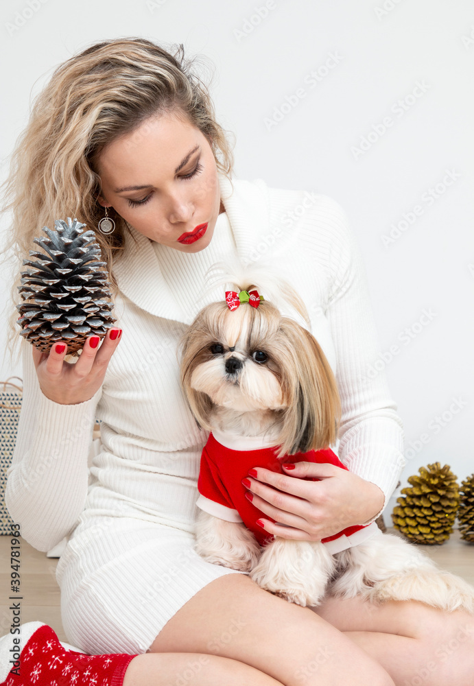 lovely girl with a well-groomed and nicely dressed shih tzu puppy for christmas lovely girl with a well-groomed and nicely dressed shih tzu puppy for christmas
