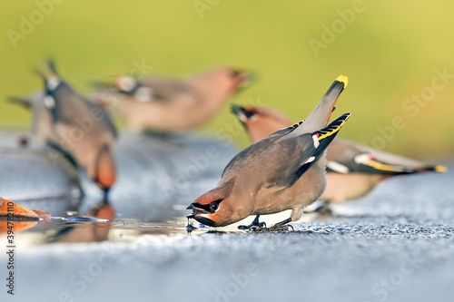 Seidenschwanz trinkt in einer Pfütze photo