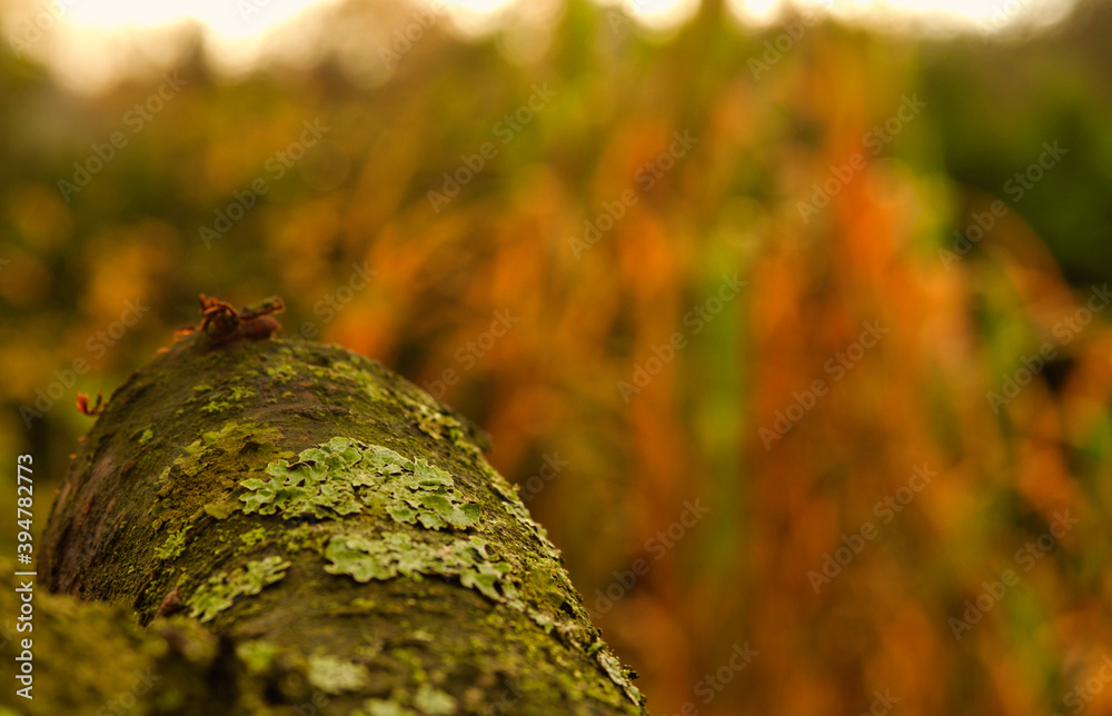 Obraz premium A closeup photo with olympus at autumn in Mecklenburg-West Pomerania Germany Europe