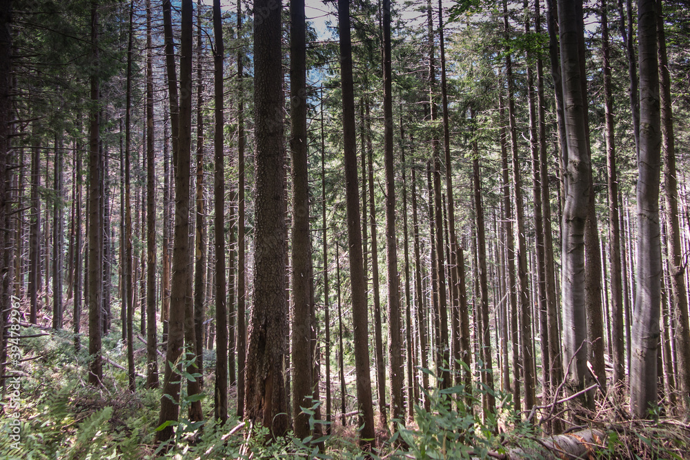 Fototapeta premium Mountain forest with lots of dead trees in the area of Romanka and Rysianka in the Beskid Zywiecki mountains