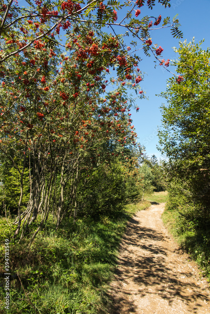 Fototapeta premium rowan branch