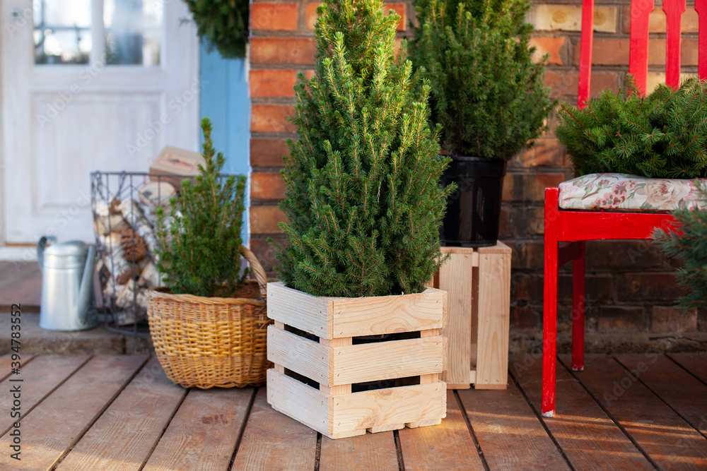 Yard house decorated for Xmas. Xmas decorated house terrace. Porch home in Christmas trees and with chairs. Winter terrace of house with wall red brick. Live christmas tree: fir, pine, spruce in pots