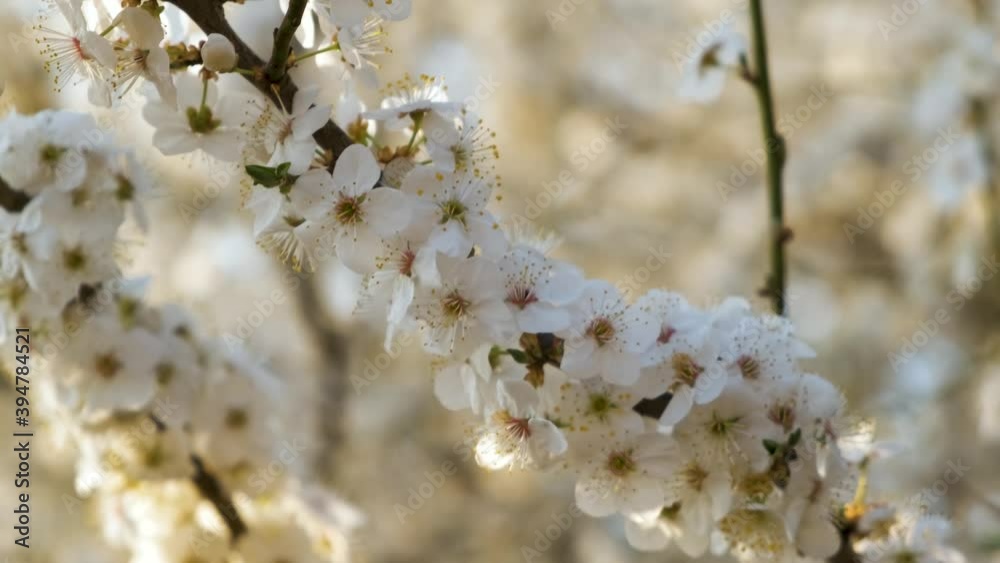 Close up of fresh white blooming flowers on a tree branches in early spring. Close up of fresh white blooming flowers on a tree branches in early spring.