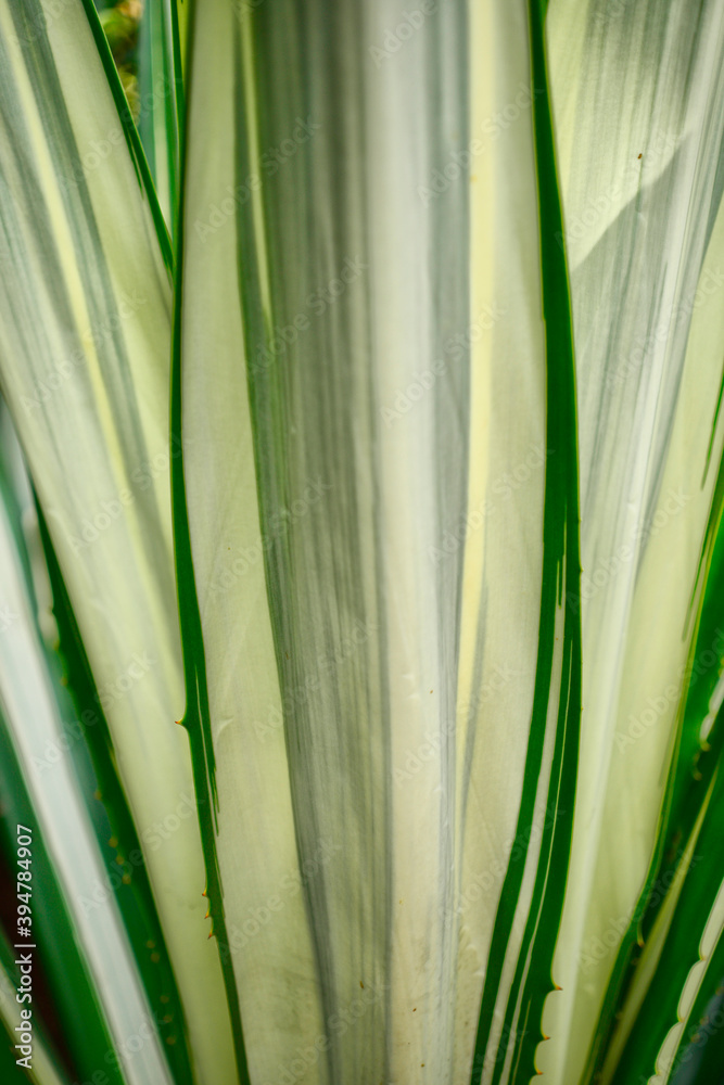 Fototapeta premium Folha de Agave