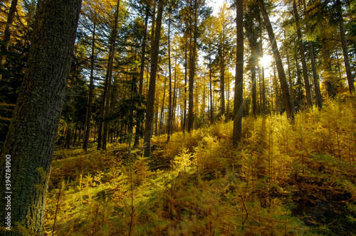 Sapins jaunes