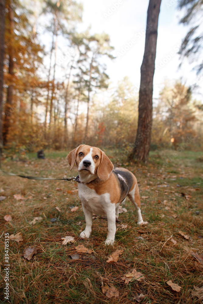 cute beagle dog on a walk in the autumn woods